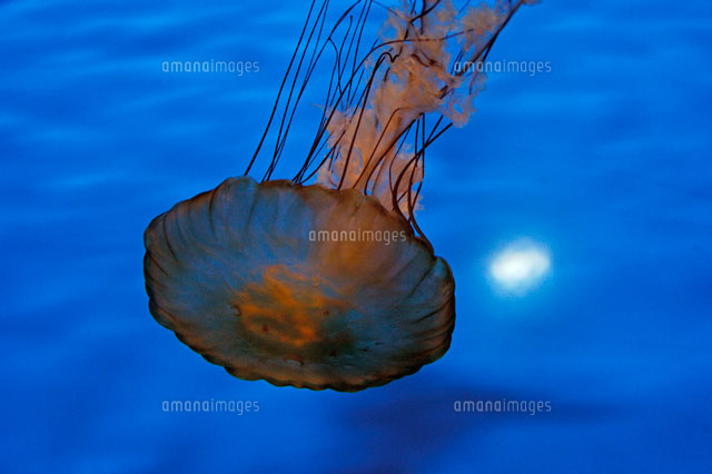 クラゲ（パフィシックシーネットル）[02296002300]の写真・イラスト