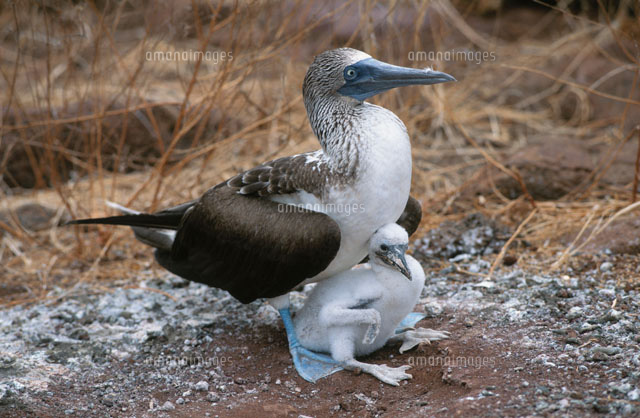 ガラパゴスアオアシカツオドリの親子[02296002528]の写真・イラスト