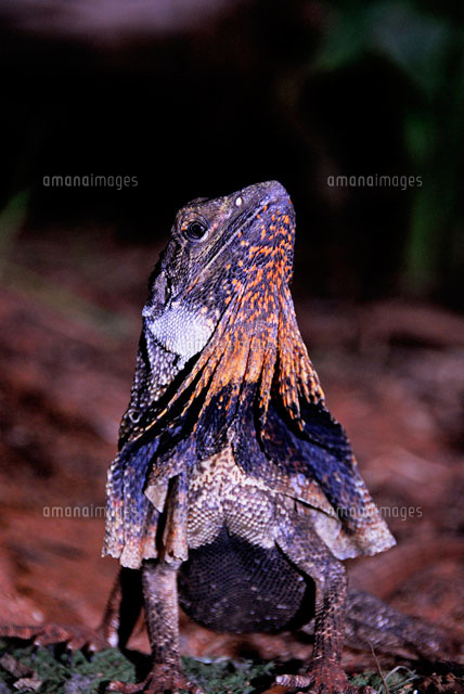 エリマキトカゲ の写真素材 イラスト素材 アマナイメージズ エリマキトカゲ の写真素材 イラスト素材 アマナイメージズ