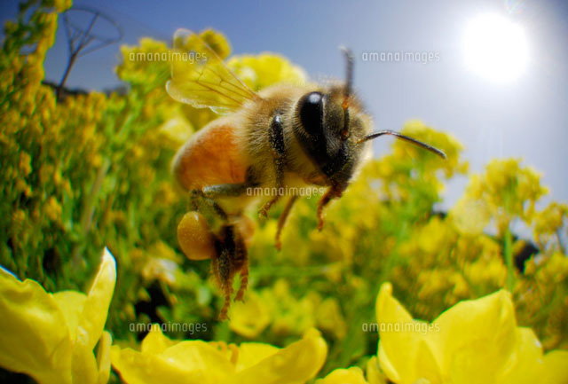 ミツバチの仲間と菜の花 の写真素材 イラスト素材 アマナイメージズ