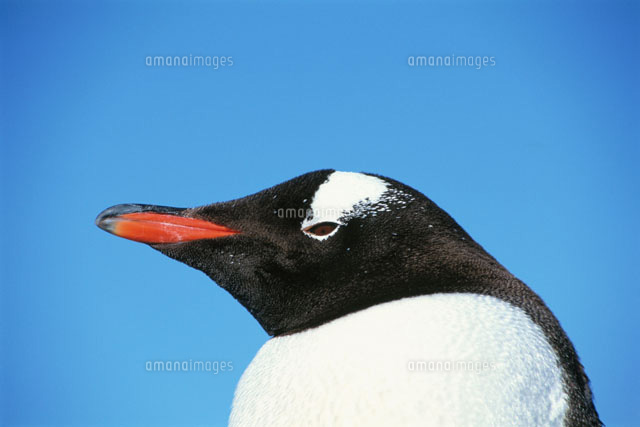 油彩画 ジェンツーペンギン Favorite｜ジェンツーペンギン ビニールモデル｜愛嬌とリアルな