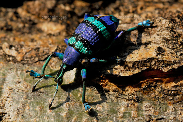 パウアゾウムシ a の写真素材 イラスト素材 アマナイメージズ