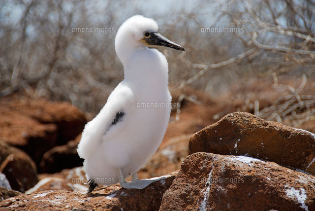 ガラパゴスアオアシカツオドリ[02296003072]の写真・イラスト素材
