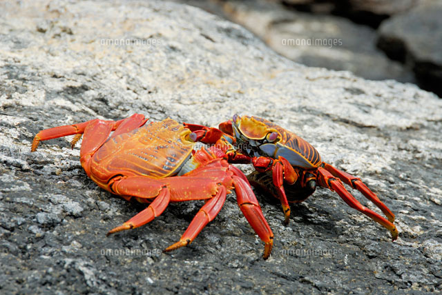 ガラパゴスベニイワガニ[02296003087]の写真・イラスト素材｜アマナ