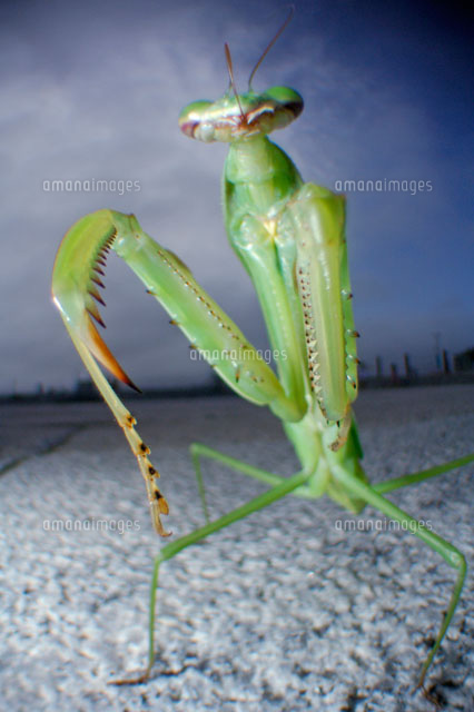 立ち上がるカマキリの仲間[02296003207]の写真・イラスト素材｜アマナ