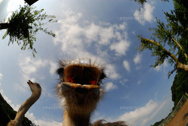ダチョウ の写真素材 イラスト素材 アマナイメージズ