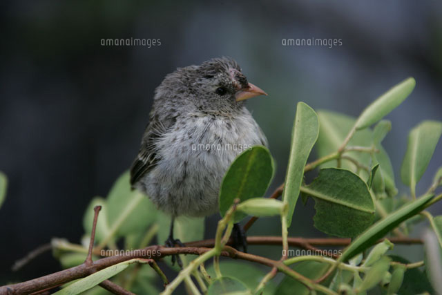 鳥ポックス病に感染したフィンチ の写真素材 イラスト素材 アマナイメージズ