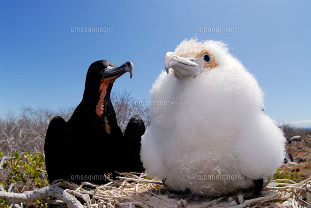 ガラパゴスオオグンカンドリの親子 の写真素材 イラスト素材 アマナイメージズ