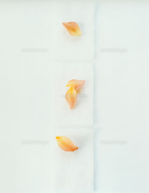 コットンの上の4枚のミニバラの花びら の写真素材 イラスト素材 アマナイメージズ