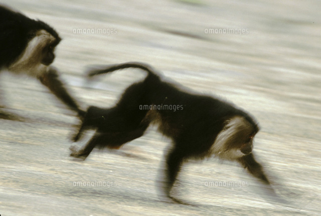 Lion-tailed macaques running[02314000730]の写真素材・イラスト素材｜アマナイメージズ