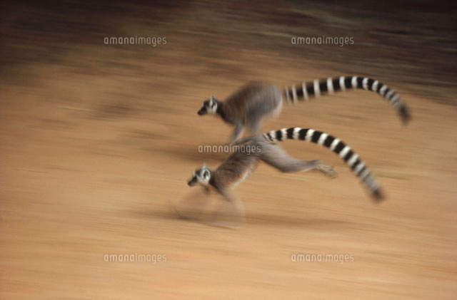 走る2匹のワオキツネザル マダガスカル[02314002154]の写真