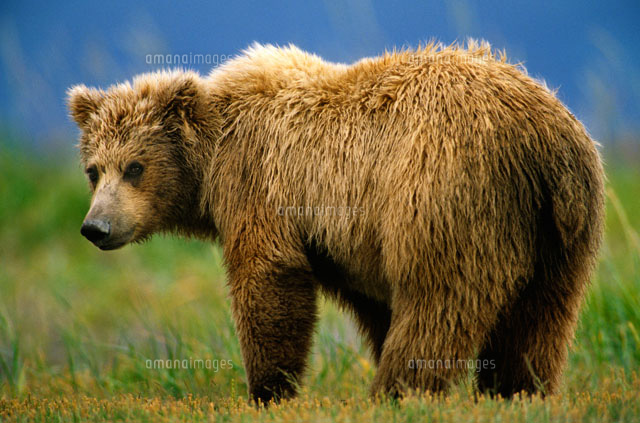 ヒグマ の写真素材 イラスト素材 アマナイメージズ