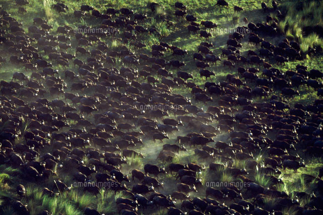 アフリカ水牛の群れ オカバンゴデルタ[02314002387]の写真・イラスト