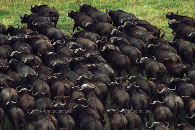 油絵水牛の群れ