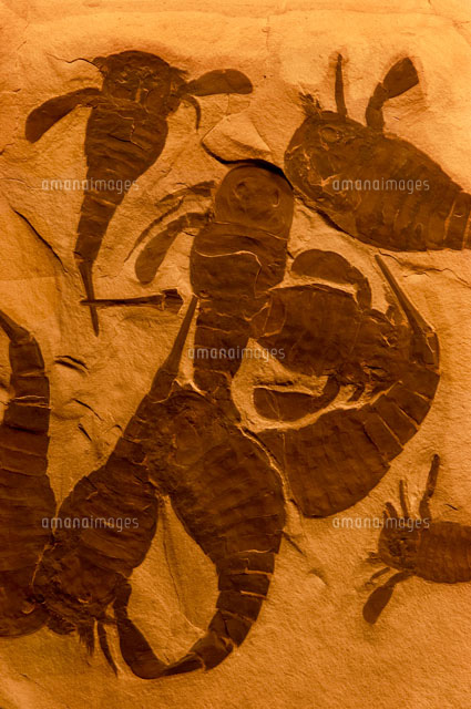 ウミサソリの化石[02314002670]の写真・イラスト素材｜アマナイメージズ