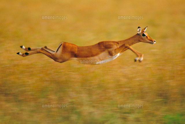 飛び跳ねるインパラ の写真素材 イラスト素材 アマナイメージズ