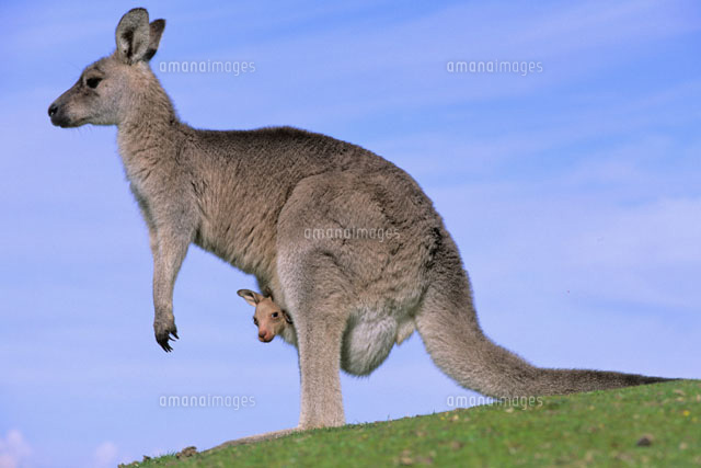 オオカンガルーと子ども の写真素材 イラスト素材 アマナイメージズ