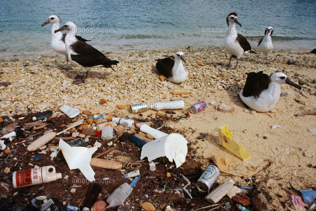 ゴミだらけの海岸のコアホウドリ の写真素材 イラスト素材 アマナイメージズ