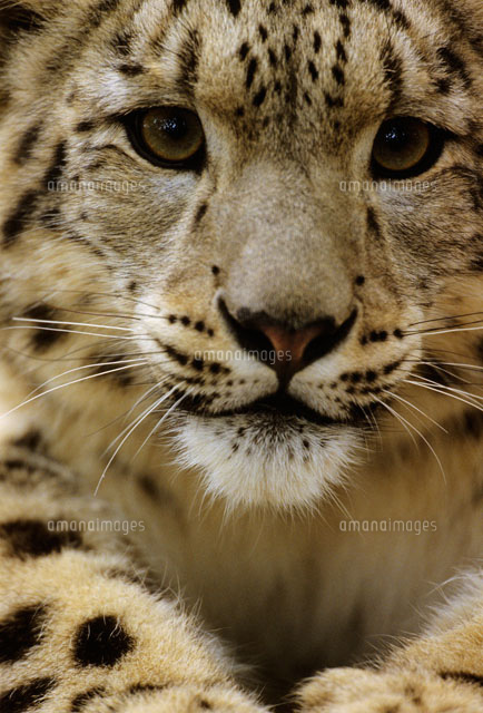 ユキヒョウ の写真素材 イラスト素材 アマナイメージズ