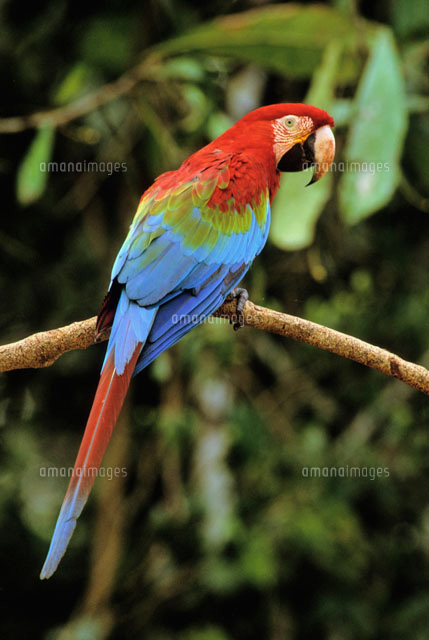 枝の上のベニコンゴウインコ[02314003098]の写真・イラスト素材