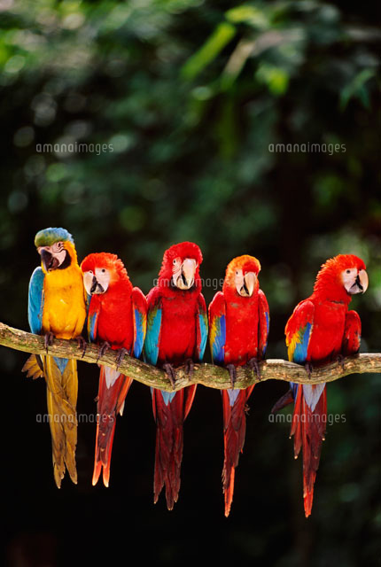 ルリコンゴウインコとコンゴウインコ[02314003117]の写真・イラスト