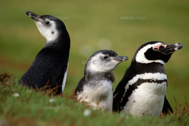 マゼランペンギンとヒナ の写真素材 イラスト素材 アマナイメージズ