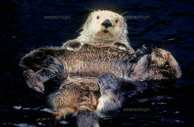 ラッコの親子 の写真素材 イラスト素材 アマナイメージズ