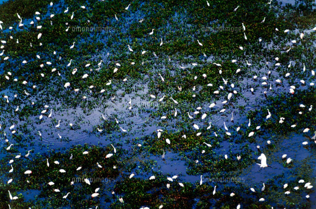 エサを食べるダイサギとアメリカトキコウ[02314003773]の写真素材・イラスト素材｜アマナイメージズ