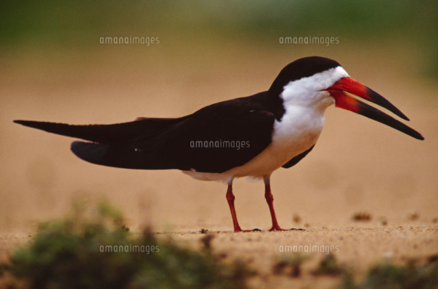 クロハサミアジサシ の写真素材 イラスト素材 アマナイメージズ