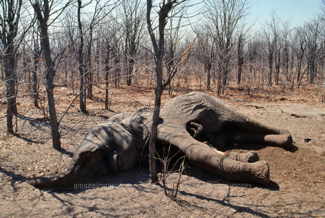 死んだアフリカゾウ[02314004307]の写真・イラスト素材｜アマナイメージズ