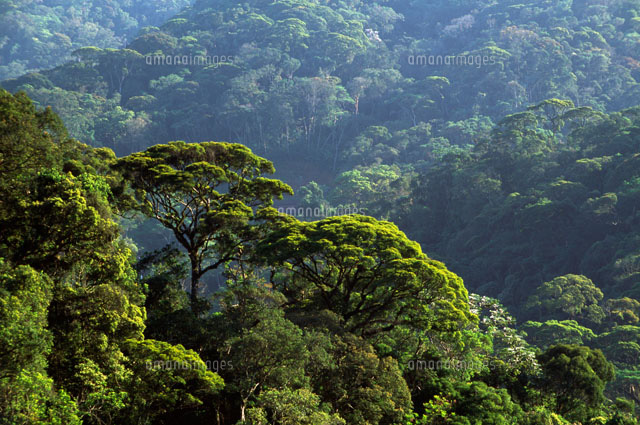 熱帯雨林の上空にたちこめるもや の写真素材 イラスト素材 アマナイメージズ