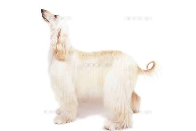 アフガンハウンド[02322000042]の写真・イラスト素材｜アマナイメージズ