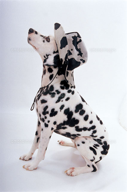 ダルメシアン の写真素材 イラスト素材 アマナイメージズ