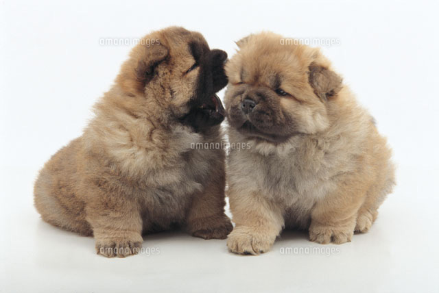 チャウチャウ の写真素材 イラスト素材 アマナイメージズ