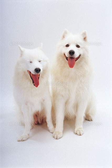 サモエド の写真素材 イラスト素材 アマナイメージズ