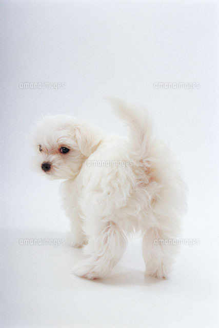 マルチーズ の写真素材 イラスト素材 アマナイメージズ
