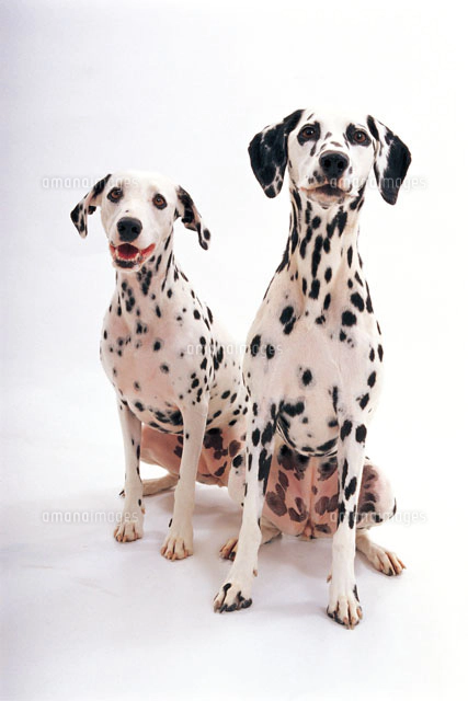 ダルメシアン[02322000219]の写真・イラスト素材｜アマナイメージズ
