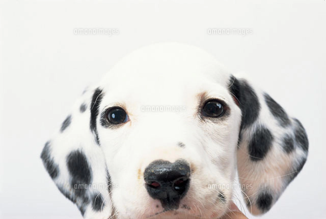 ダルメシアン[02322000219]の写真・イラスト素材｜アマナイメージズ