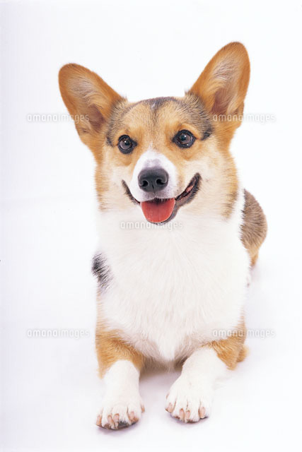 ウェルシュコーギー の写真素材 イラスト素材 アマナイメージズ