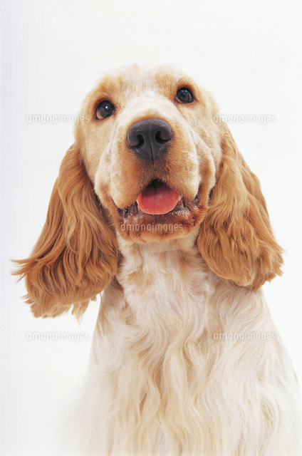 イングリッシュコッカースパニエル[02322000636]の写真・イラスト素材