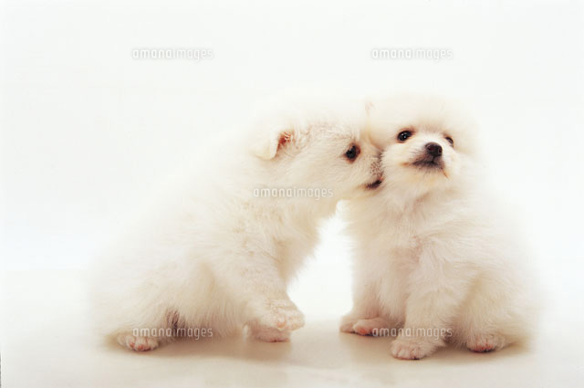 ポメラニアン の写真素材 イラスト素材 アマナイメージズ