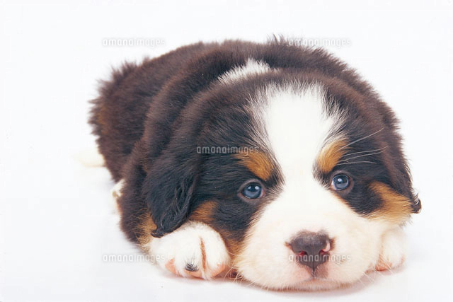 バーニーズマウンテンドッグ の写真素材 イラスト素材 アマナイメージズ