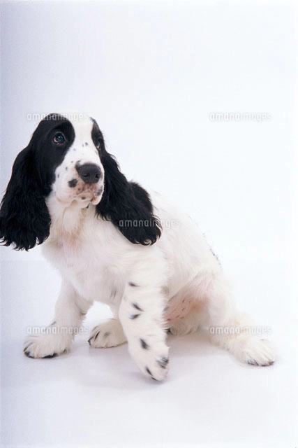 イングリッシュコッカースパニエル[02322000636]の写真・イラスト素材