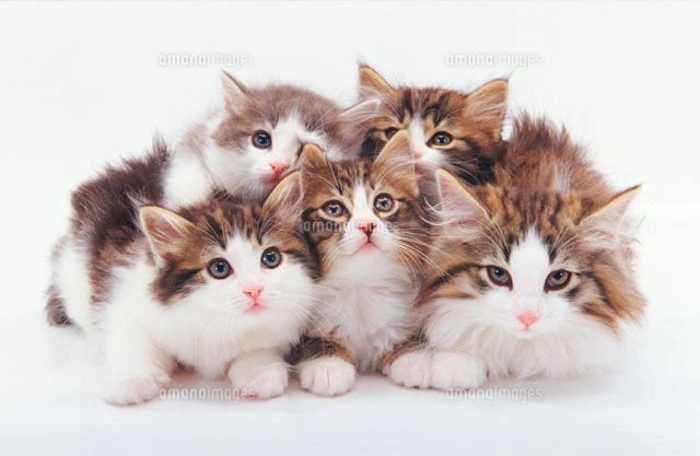 猫五匹[02322001360]の写真・イラスト素材｜アマナイメージズ