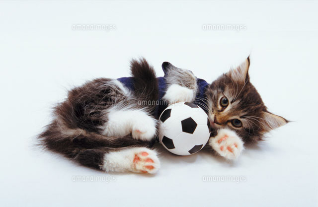 サッカーボールで遊ぶ猫 の写真素材 イラスト素材 アマナイメージズ