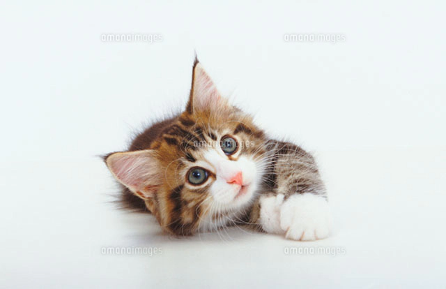 見上げる猫[02322001373]の写真・イラスト素材｜アマナイメージズ