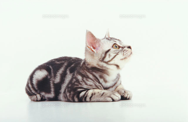 見上げる猫[02322001373]の写真・イラスト素材｜アマナイメージズ