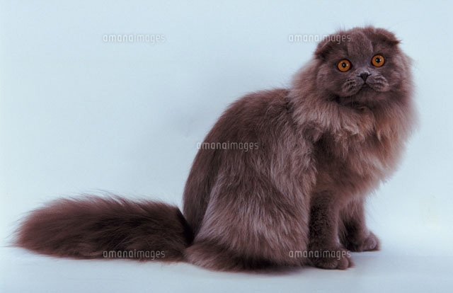 横向きに座る猫 の写真素材 イラスト素材 アマナイメージズ