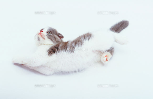 伸びをする猫 の写真素材 イラスト素材 アマナイメージズ