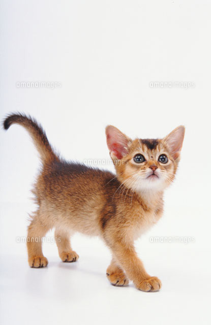 歩く猫 の写真素材 イラスト素材 アマナイメージズ